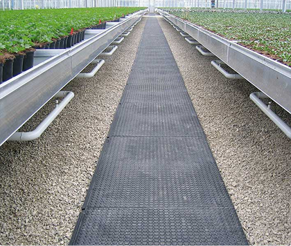 Befestigter Fahrweg zwischen Kulturflächen im Gartenbau