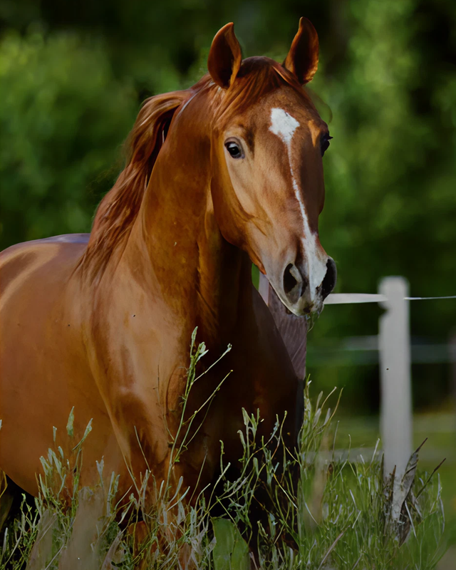 Pferd auf einer befestigten Fläche für Reitsport und Tierhaltung